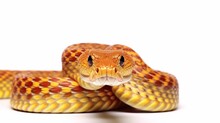 A Snake On A White Background