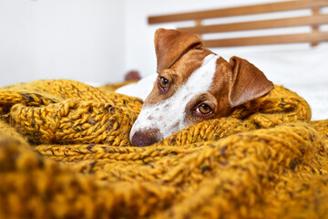 Cute jack russell dog terrier puppy relaxing on yellow knitted blanket. Funny small sleepy white and brown doggy. Concept of cozy home, comfort, warmth, autumn, winter.