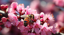 Spring Flowers In Nature. Blooming Pink Cercis Tree And Bee Against A Blue Sky On Bright Sunny Day. Shallow Depth Of Field.