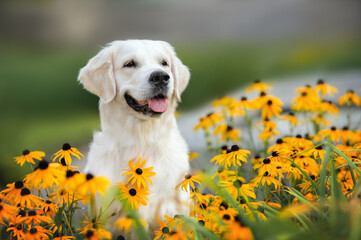 Wall Mural - golden retriever dog portrait in the park with orange flowers