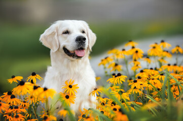 Sticker - golden retriever dog portrait in the park with orange flowers