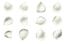 Set Of 12 White Rose Petals On A White Background Or Transparent