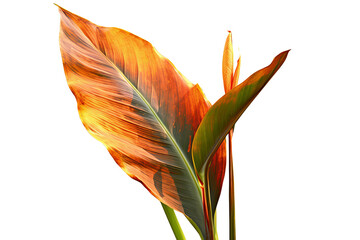 Wall Mural - Green and yellow Canna Indica leaf isolated on transparent background - High quality PNG of tropical plant