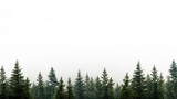 Fototapeta  - Green Evergreen Fir Pine Spruce Trees Treeline Isolated White Christmas Background.