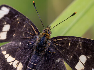 Canvas Print - Schmetterling