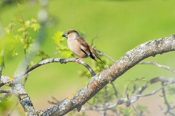 Naklejka na meble Hawfinch (Coccothraustes coccothraustes)
