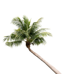 Wall Mural - Coconut tree on transparent background (PNG File)