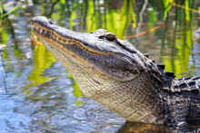 Alligator, Everglades, National Park, Florida.