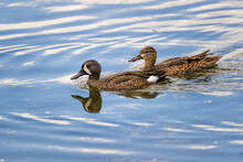 Pair Of Blue Wing Teal, Florida.