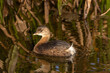 Grebe swimming in calm reflected waters