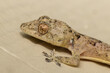 Small Gecko Tan Eye Detail