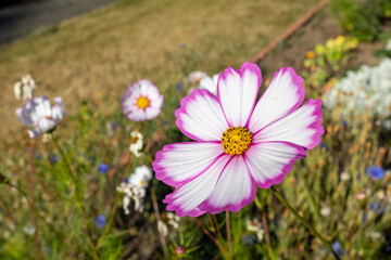 pink and white cosmos