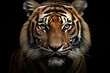 © Parvez - Portrait of a Sumatran tiger