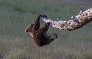 Wall Mural - Brown Bear Cub Acrobatics