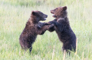 Canvas Print - Shall We Dance?