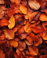 Wall Mural - orange and yellow autumn leaves on the ground with copy - up text that reads,'fall is here '