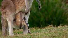 Eastern Grey Kangaroo (Macropus Giganteus) On  Meadow, Very Cute Animal With Baby With Green Background, Australian Wildlife, Queensland, Brisbane, Brown Pouched Mammal, Marsupial. Feeding On Grass.