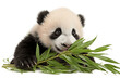 Panda Munching on Bamboo Transparent Background. AI