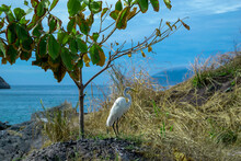 A Beautiful Heron Under A Small Tree Among The Vegetation, On The Edge Of Praia Do Forte, In The City Of Cabo Frio - 1