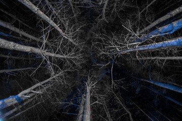 Wall Mural - Pine trees in the night sky at forest. Beautiful night in wild forest.