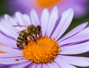 Wall Mural - bee honeybee Apis Mellifera honey insect flower