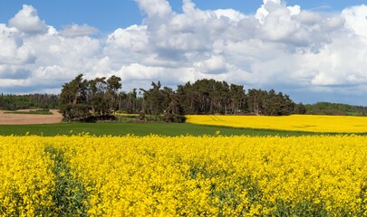 Rapeseed, canola or colza field in Latin Brassica Napus