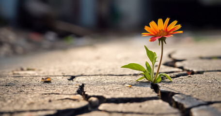 A lone orange flower has broken through the asphalt and is blooming, a concept of the power and possibility of the impossible