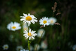 White bright chamomile flowers, perennial flowering plant. Beautiful wild flowers against abstract dark green background of nature. Wildflowers outdoors macro