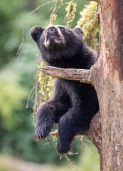 Wall Mural - Black Bear Cub in Tree