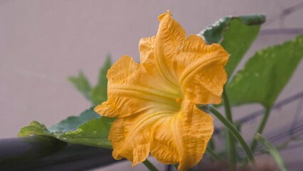 Poster - Organic pumpkin flower in the garden