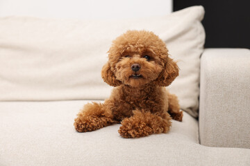 Wall Mural - Cute Maltipoo dog resting on comfortable sofa. Lovely pet