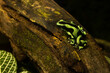 Green-and-black poison dart frog, green-and-black poison arrow frog (Dendrobates auratus).