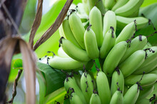 Bunch Of Green Bananas On The Tree. Selective Focus.