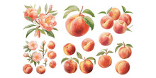 Watercolor Peach Clipart For Graphic Resources