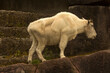 The Mountain goat (Oreamnos americanus).