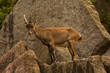 Steinbock. Alpine Ibex (Capra ibex).