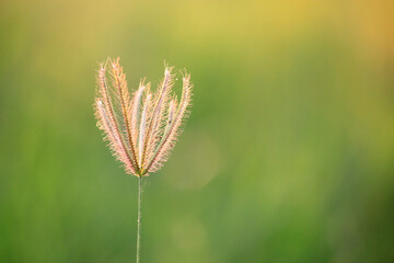 Close up grass flowers on sunlight in the morning