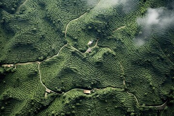 Coffee plantations of South America with a skyline with mountains in the background ,Generative AI