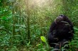 A chimpanzee (Pan troglodytes) sitting on the ground amid the dense forest of Kibale National Park in Uganda, looking up at offscreen chimps in the upper trees, with catchlight in his eyes.