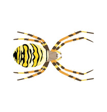 Argiope Bruennichi - Wasp Spider (Female) Seen In Dorsal View In A Flat Style Vector Illustration