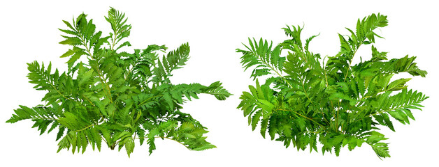 Wall Mural - hedge of fern plant isolated on a transparent background. bush of lush green leave