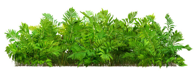 Wall Mural - hedge of fern plant isolated on a transparent background. bush of lush green leave