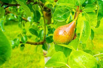 Wall Mural - Fruit tree in the garden with a pear tree after the rain, sun after a downpour