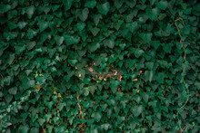 Natural Background Of Green Ivy Leaves