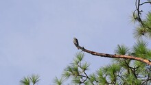 Young Mississippi Kite Perched And Calling For It's Parents To Come Feed It