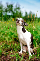 Wall Mural - A small chihuahua dog is sitting in the green grass. The dog pressed his ears and raised his head. The photo is vertical and blurry