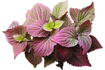 Wall Mural - Colorful coleus leaf isolated on transparent background: A tropical plant with variegated foliage