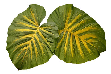 Wall Mural - Green Elephant Ears plant leaves isolated on transparent background