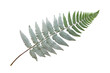 Japanese Painted fern leaves PNG isolated on transparent background - A beautiful and hardy ornamental plant with silver, red, and green foliage