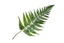 Japanese Painted Fern Leaves PNG Isolated On Transparent Background - A Beautiful And Hardy Ornamental Plant With Silver, Red, And Green Foliage